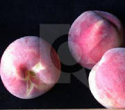 glossary_p/fruit-Peach_white.jpg