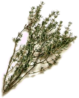 glossary_t/herb-thyme.gif