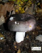 CHAMPIGNONS/champignon-Russule.JPG