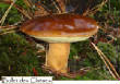 CHAMPIGNONS/champignon-bolet-des_chenes.jpg