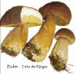 CHAMPIGNONS/champignon-bolet-tete-de-negre.jpg