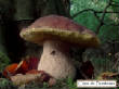 CHAMPIGNONS/champignon-cepe_de_bordeaux.jpg