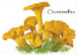 CHAMPIGNONS/champignon-chanterelle.jpg