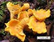 CHAMPIGNONS/champignon-chanterelle_2.jpg