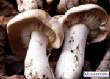 CHAMPIGNONS/champignon-mousseron.jpg