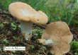 CHAMPIGNONS/champignon-pied_de_mouton.jpg