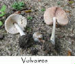 CHAMPIGNONS/champignon-volvaire.jpg