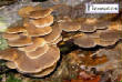 CHAMPIGNONS/champigons-pleurote.jpg