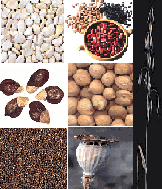 DESSINS/bean_seed.GIF