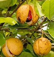 EPICES/epices_nutmeg_plant.jpg