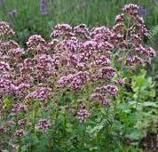 EPICES/epices_marjoram_flowers.jpg