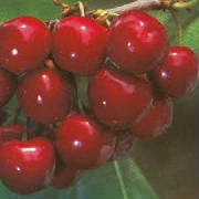 FRUITS/fruit_cerise_Stark_Hardy_Giant.jpg