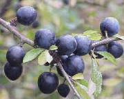 FRUITS/fruit_prune_prunelle.jpg