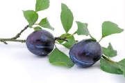 FRUITS/fruit_prune_quetsche.jpg