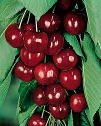 FRUITS/fruit_cerise_burlat.jpg