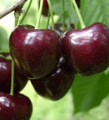 FRUITS/fruit_cerise_giant_hedelfingen.jpg