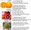 FRUITS_exotic/fruits_agrume_oranges.JPG