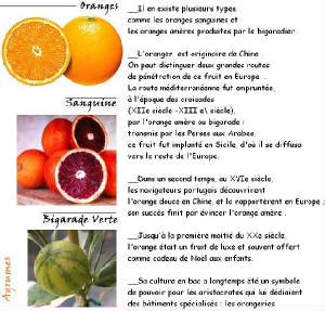 FRUITS_exotic/fruits_agrume_oranges.JPG
