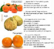 FRUITS_exotic/fruits_agrumes_clementines.JPG