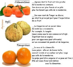 FRUITS_exotic/fruits_agrumes_clementines.JPG