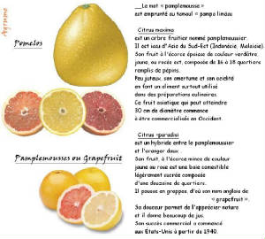 FRUITS_exotic/fruits_agrumes_pamplemousses_pomelo.jpg