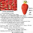 FRUITS_exotic/fruits_baie_fraise_gariguette.jpg