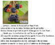 FRUITS_exotic/fruits_baie_mure.jpg