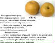 FRUITS_exotic/fruits_exotiques_asian_pear_nashi.jpg