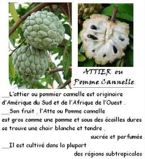 FRUITS_exotic/fruits_exotiques_attier_pomme_cannelle.jpg
