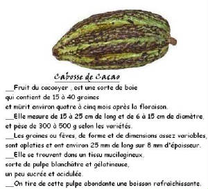 FRUITS_exotic/fruits_exotiques_cacao_cabosse.jpg
