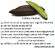 FRUITS_exotic/fruits_exotiques_citron_caviar.jpg