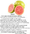 FRUITS_exotic/fruits_exotiques_goyave.jpg