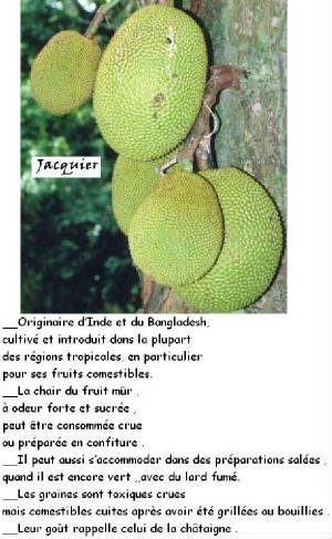 FRUITS_exotic/fruits_exotiques_jacquier.jpg