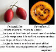 FRUITS_exotic/fruits_exotiques_tamarillos.jpg