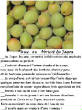 FRUITS_exotic/fruits_exotiques_ume_abricot_japon.jpg