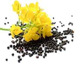 HUILES/Plante_colza.jpg
