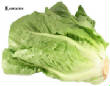 LAITUES/laitue-Romaine.jpg