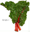 LAITUES/laitue-red_chard.jpg