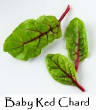 LAITUES/laitue-red_chard_baby.jpg