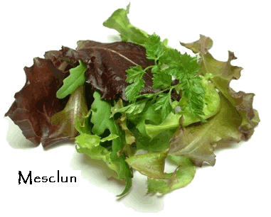 LAITUES/laitue-MESCLUN.gif