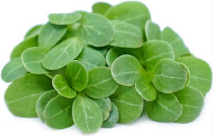 MICRO_POUSSE/herbe_micro_concombre.jpg