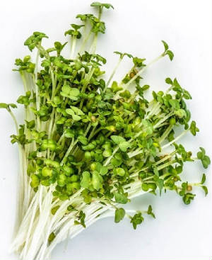 MICRO_POUSSE/herbe_micro_sesame.jpg