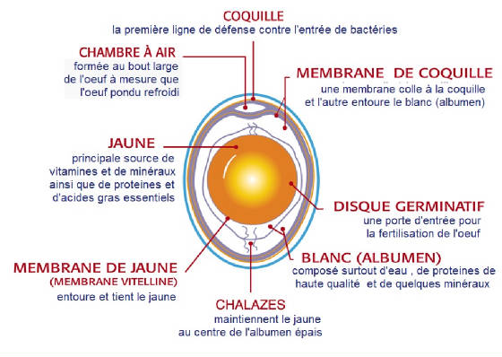 OEUFS/oeuf_anatomie.jpg