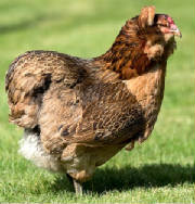 OEUFS/poule_araucana.jpg