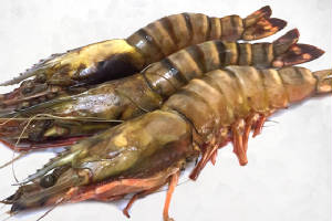 POISSONS-FDM/crustace_gambas.jpg