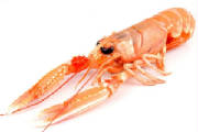 POISSONS-FDM/crustace_langoustine.jpg