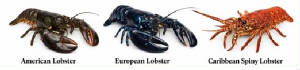 POISSONS-FDM/lobster_kind_123.jpg