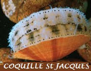 POISSONS-FDM/poisson_fdm_coquille_jacques.jpg