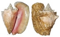 POISSONS-FDM/coquillage_lambi.jpg