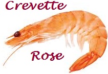 POISSONS-FDM/poisson_fdm_crevette_rose.jpg